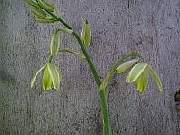  Albucca Caradensis